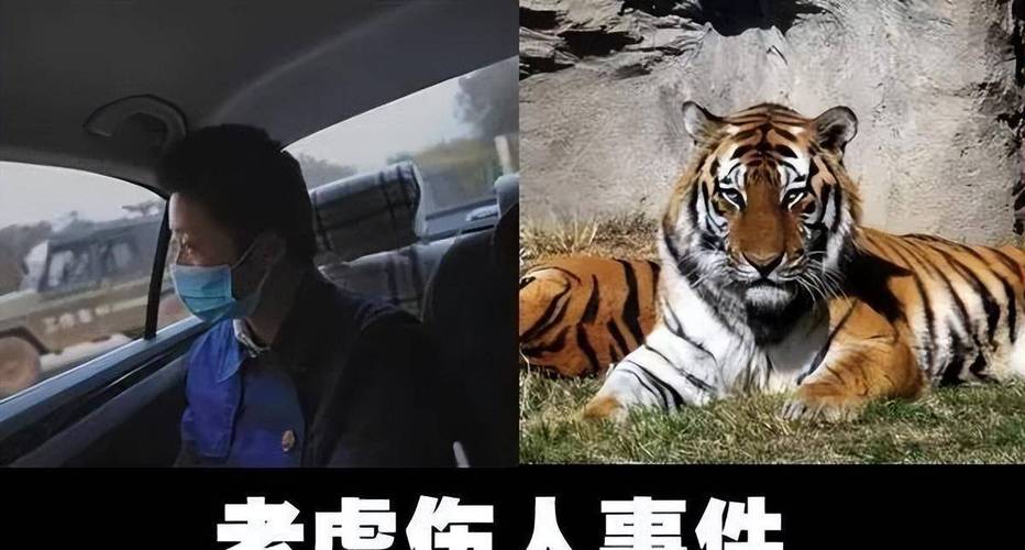 北京动物园老虎咬人怎么处理（八达岭老虎伤人案索赔154万失败）