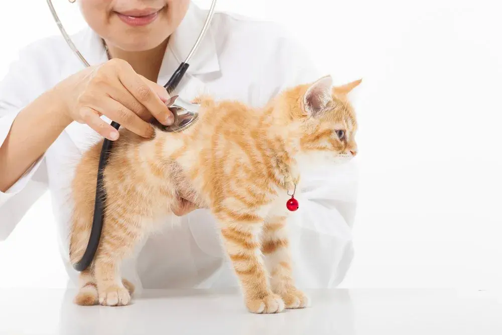 一般猫咪体检一次多少钱（猫咪常用的体检项目价格盘点）