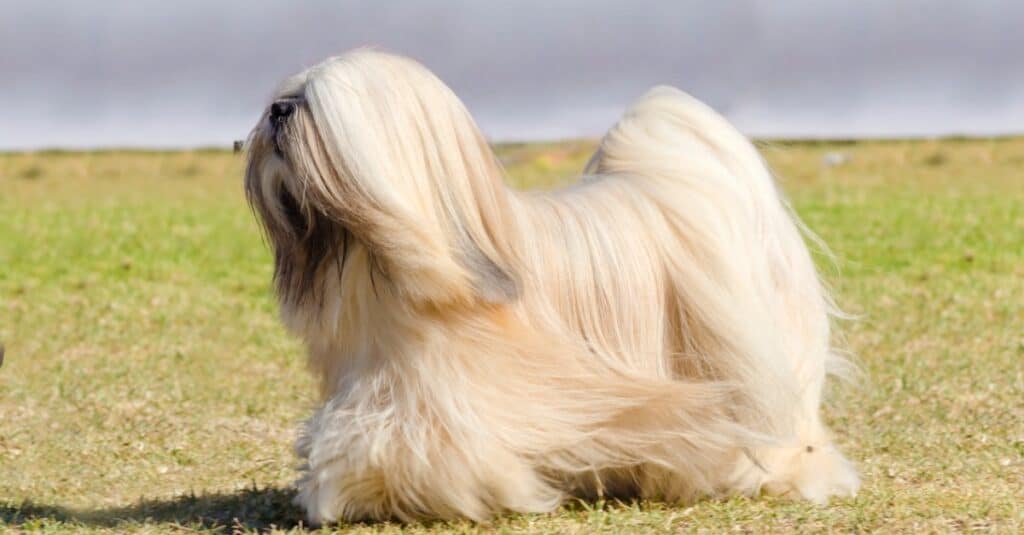 长毛狗狗品种图片（最受欢迎​​的十二种长毛犬）