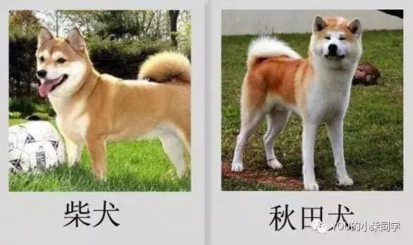 日本狗秋田犬和柴犬图片（柴犬和秋田犬的四大区别）
