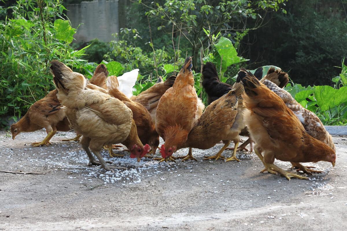 鸡的寿命一般多长时间（农村土鸡能活3到8年的原因）