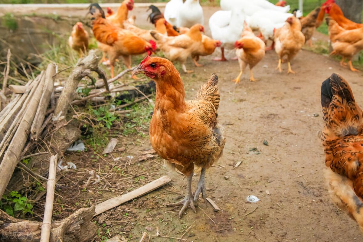 鸡的寿命一般多长时间（农村土鸡能活3到8年的原因）