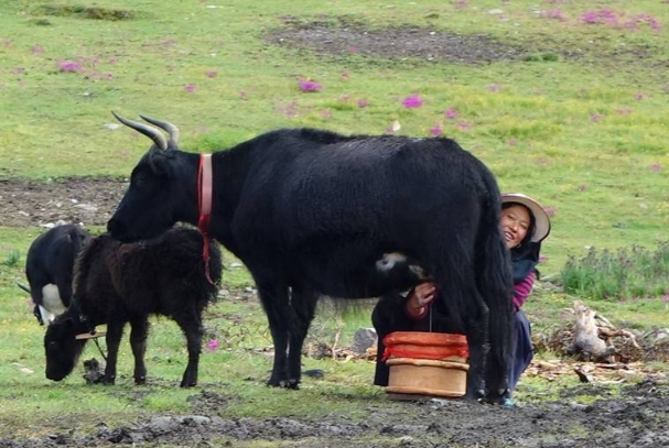 西藏一头牦牛价值多少（普通牦牛售价1万元左右）