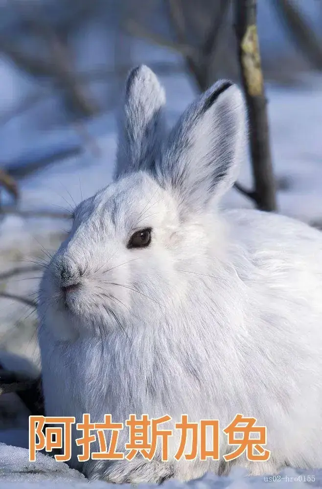 兔子的种类有哪些它的图片有哪些（图解117种兔子品种）