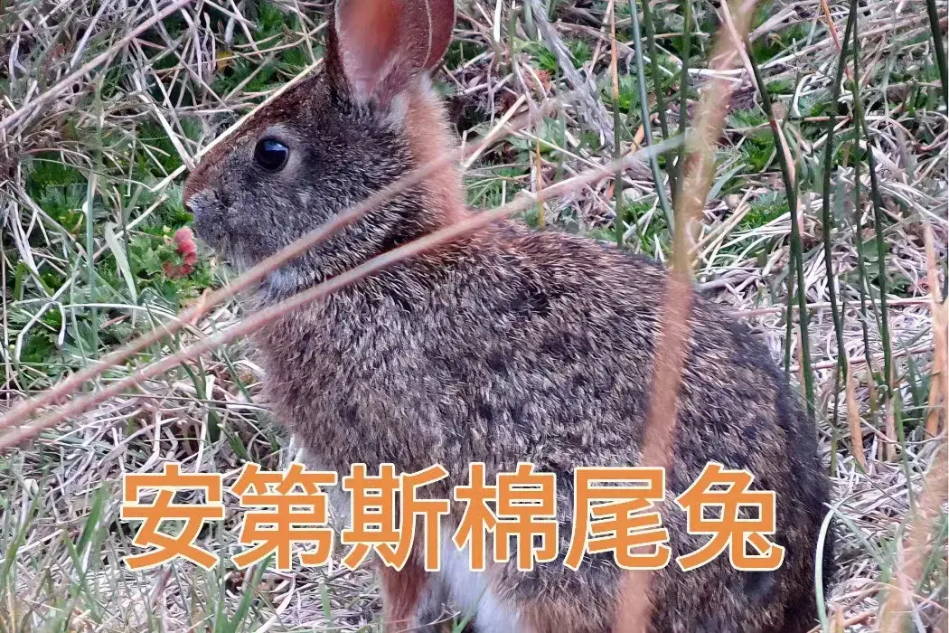 兔子的种类有哪些它的图片有哪些（图解117种兔子品种）