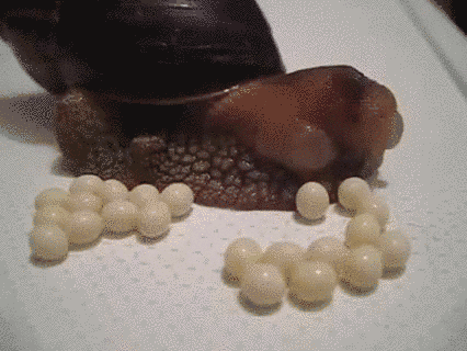 非洲大蜗牛牙齿有多少颗（大约有25000枚牙齿的蜗牛）